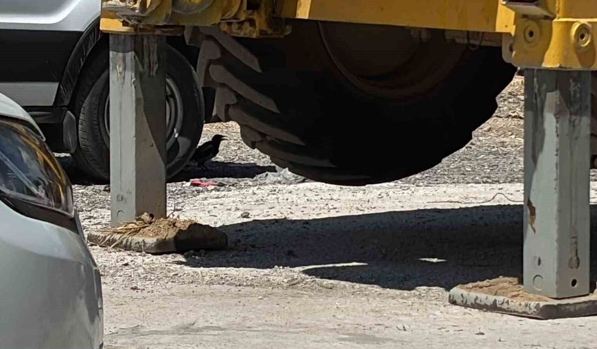 Minibüs altında serinleyen saksağan kamerada