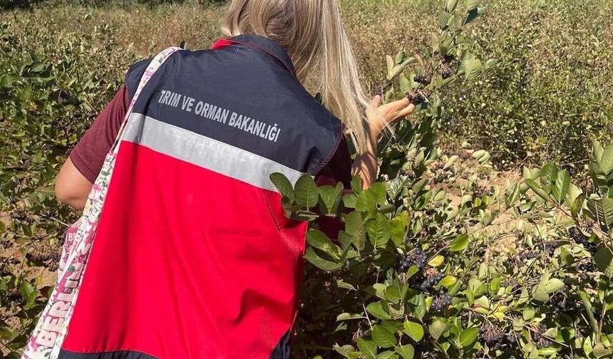 Simav'da aronya yetiştiriciliği yerinde incelendi