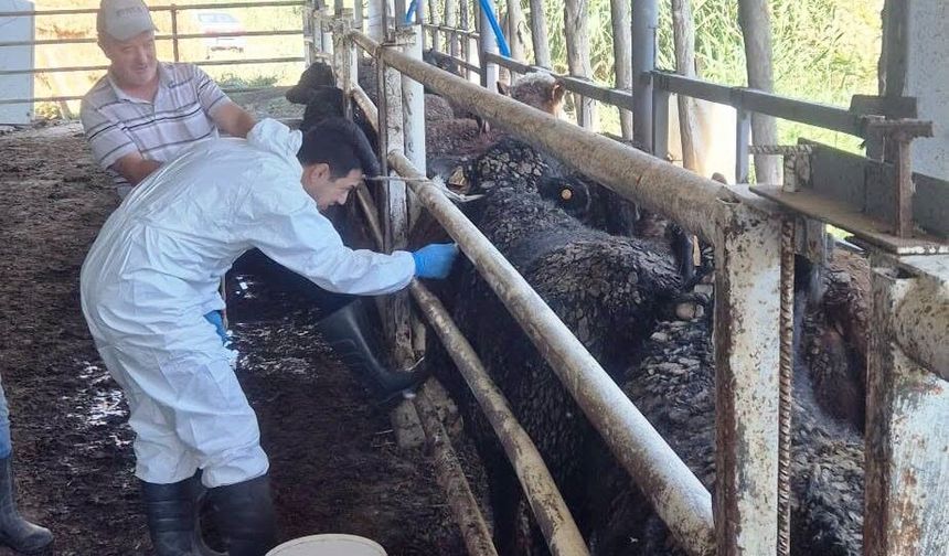 Uruguay'dan getirilen besilik sığırlar Simav'da kontrolden geçiyor