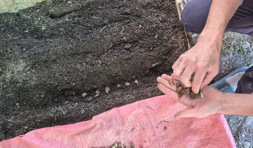 Pazarlar'da salep üretim alanında ekim kontrolü