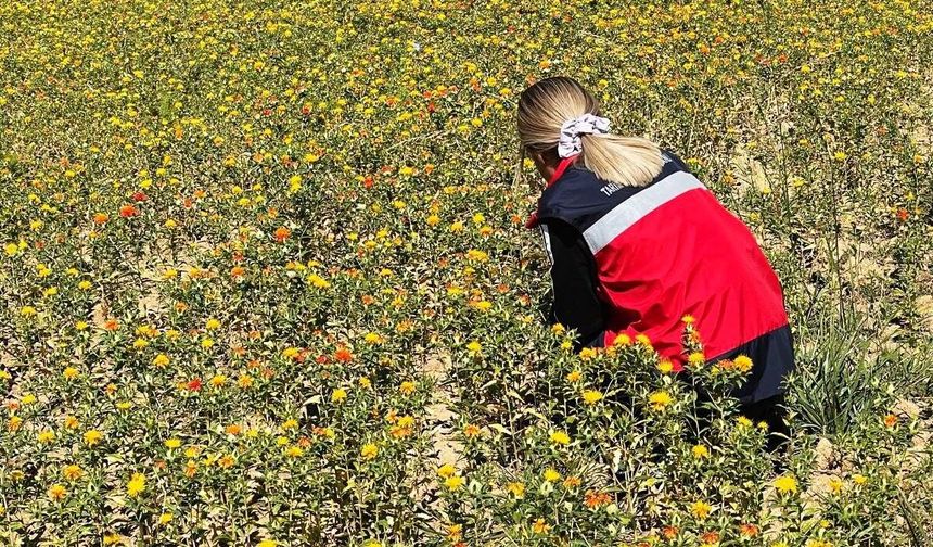 Simav Başkonak köyünde aspir projesi alanları kontrol edildi