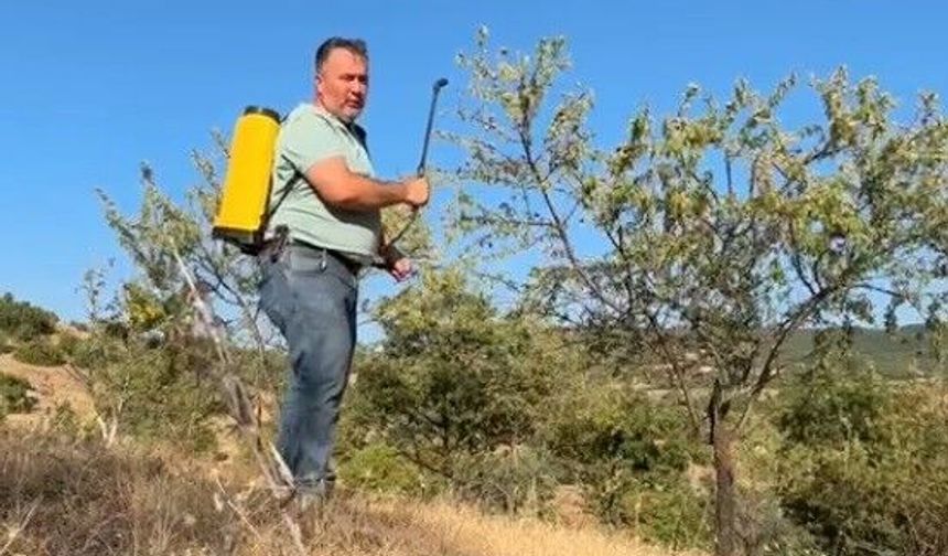 Tarla boş kalmasın diye diktiği badem ağaçlarından ilk kez verim aldı