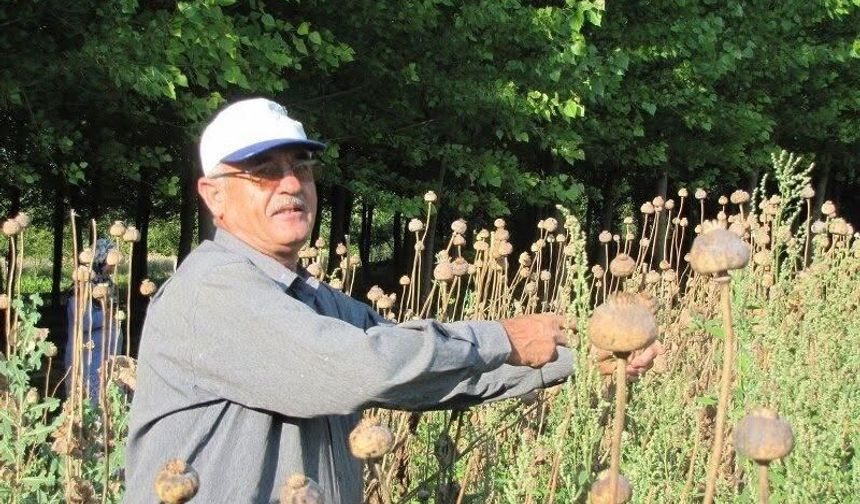 Üreticilerden haşhaş tohumu alım yapılacak