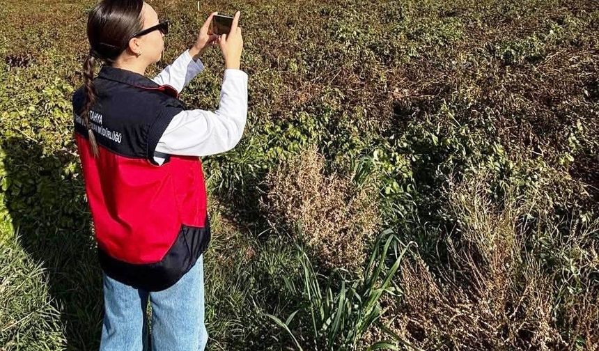 Altıntaş'ta referans parsel ve yem bitkileri kontrolleri yapıldı