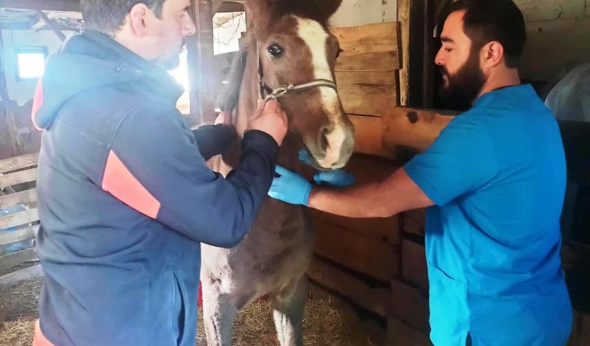 Kütahya'da Safkan Arap Taylarının tescil işlemleri yapıldı